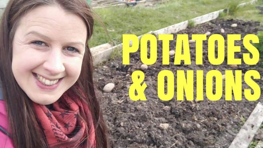 Planting Potatoes & Onions At The Allotment Garden (No Dig & Dig