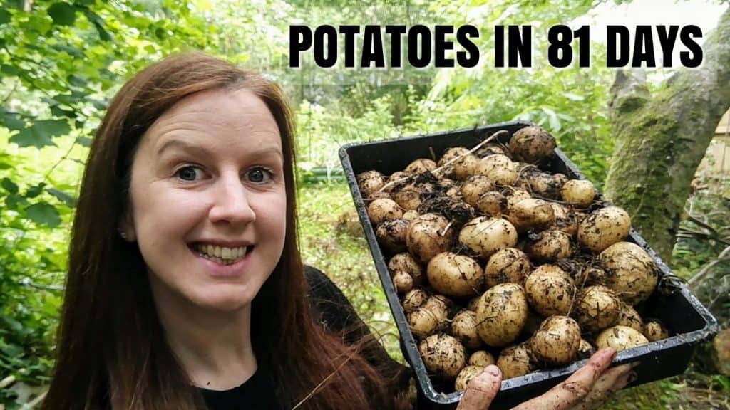 Harvesting Rocket First Early Potatoes Raised Bed Grown Potato Reveal