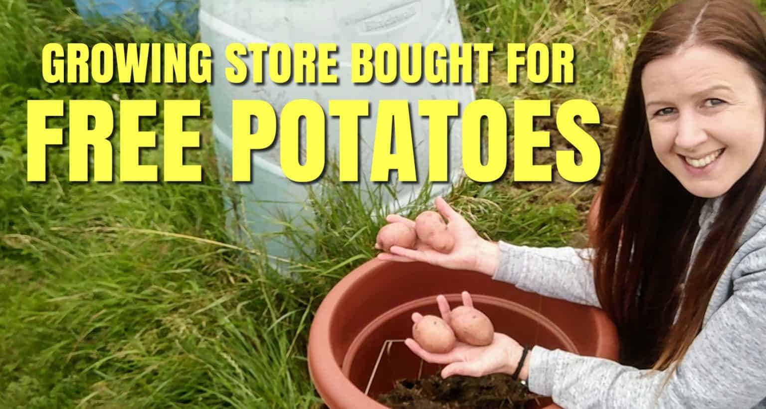 How To Grow Potatoes From Store Bought Potatoes Planting Desiree